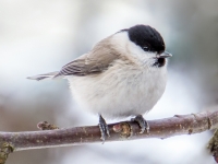 Purva zīlīte (Poecile palustris)