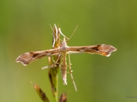 Spalvspārnis