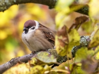 Lauku zvirbulis (Passer montanus)