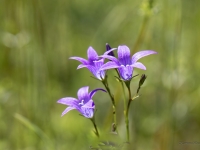 Pļavas pulkstenītes (Campanula patula)