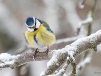 Zilzīlīte (Cyanistes caeruleus)
