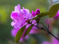 Rododendrs