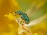 Sudrabzaļais lapu smecernieks (Phyllobius argentatus)