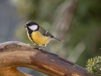 Lielā zīlīte (Parus major)
