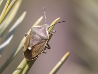 Priežu vairogblakts (Chlorochroa pinicola) 