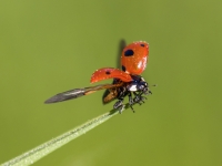 Piecpunktu mārīte (Coccinella quinquepunctata)