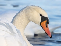 Paugurknābja gulbis (Cygnus olor)