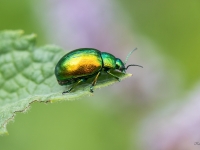 Lapgrauzis Chrysolina graminis