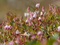 Lielā dzērvene (Vaccinium oxycoccos)
