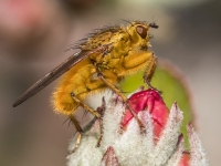 Dzeltenā mēslumuša (Scathophaga stercoraria) 
