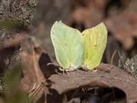Krūkļu baltenis jeb citrontauriņš (Gonepteryx rhamni)
