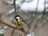 Lielā zīlīte (Parus major)
