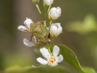 Zaļā vairogblakts (Palomena prasina)