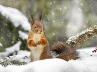 Vāvere (Sciurus vulgaris)