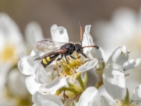 Māņlapsene Sapyga similis