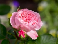 'MARIATHERESIA'