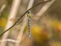 Zilzaļā dižspāre (Aeshna cyanea)