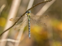 Zilzaļā dižspāre (Aeshna cyanea)
