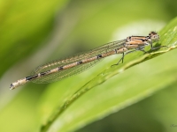 Ezeru krāšņspāre (Enallagma cyathigerum)
