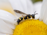 Racējlapsene Cerceris rybyensis