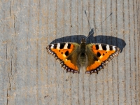 Parastais nātru raibenis AGLAIS URTICAE
