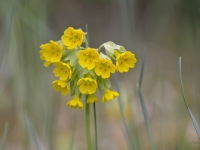 Gaiļbiksīte (Primula veris)