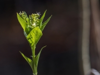 Ziemas kaņepene (Mercurialis perennis)
