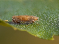 Cikādiņa Fieberiella sp.