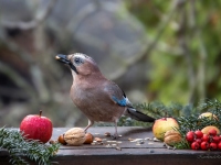 Sīlis (Garrulus glandarius)