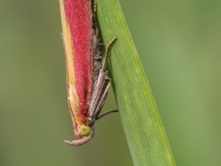 Svilnis Oncocera semirubella