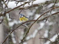 Zilzīlīte (Cyanistes caeruleus)