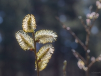 Pelēkais kārkls SALIX CINEREA