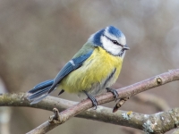 Zilzīlīte (Cyanistes caeruleus)