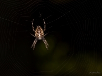 Krusta zirneklis (Araneus diadematus)