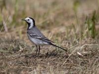 Baltā cielava (Motacilla alba)