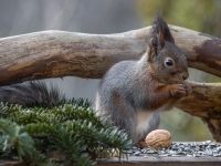 Vāvere (Sciurus vulgaris)