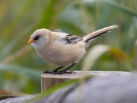Bārdzīlīte (Panurus biarmicus) Īpaši aizsargājama suga!  LV Sarkanajā grāmatā 3. kat.