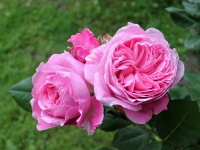 'ROSENGRAFIN  MARIE  HENRIETTE'