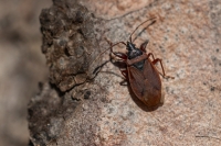 Priežu čiekuru zemesblakts (Gastrodes grossipes)