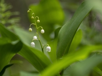 Maijpuķīte jeb parastā kreimene (Convallaria majalis)