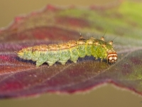 Bērzu sirpjspārnis (Drepana falcataria)