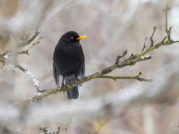Melnais mežastrazds (Turdus merula