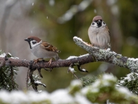 Lauku zvirbuļi (Passer montanus)