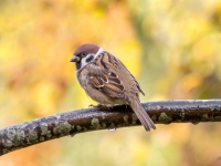 Lauku zvirbulis (Passer montanus)