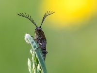 Sprakšķis Ctenicera pectinicornis