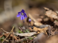 Zilās vizbulītes (Hepatica nobilis)