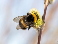 Lielā zemes kamene (Bombus terrestris)