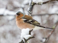 Žubīte (Fringilla coelebs)