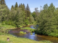 Amata