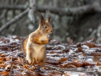 Vāvere (Sciurus vulgaris)